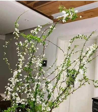 雪柳枝水培花，雪柳枝怎么养？