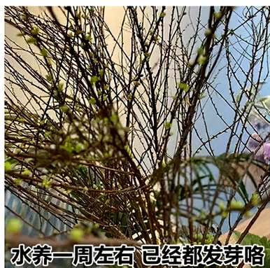 雪柳枝水培花，雪柳枝怎么养？