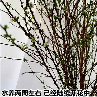 雪柳枝水培花，雪柳枝怎么养？