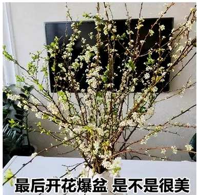雪柳枝水培花，雪柳枝怎么养？