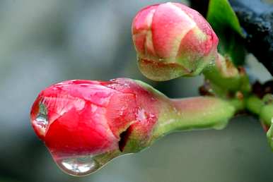 玉堂富贵是指什么植物，玉堂富贵春指是什么植物？