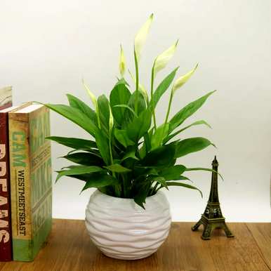 冬季耐寒客厅植物，客厅植物选择什么好？