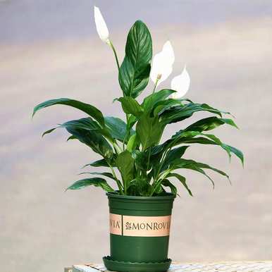 冬季耐寒客厅植物，客厅植物选择什么好？