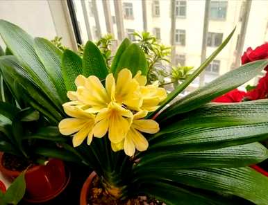 冬季耐寒客厅植物，客厅植物选择什么好？