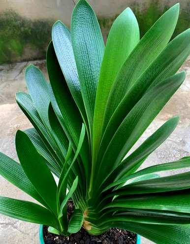 冬季耐寒客厅植物，客厅植物选择什么好？