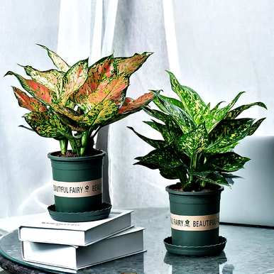 冬季耐寒客厅植物，客厅植物选择什么好？