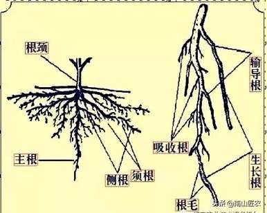 植物根系分为哪种类型？植物根系吸水示意图