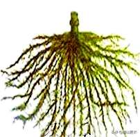 植物根系分为哪种类型？植物根系吸水示意图