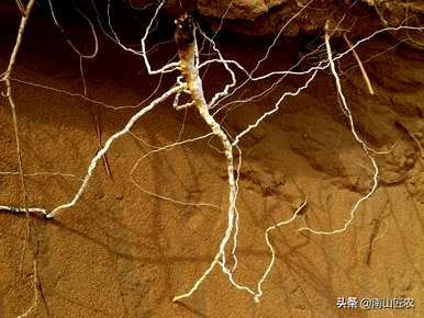 植物根系分为哪种类型？植物根系吸水示意图