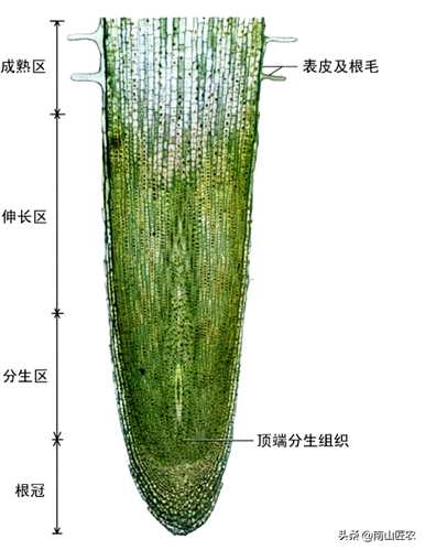 植物根系分为哪种类型？植物根系吸水示意图