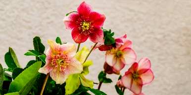铁筷子花能活几年，铁筷子花能在冬天生长吗？