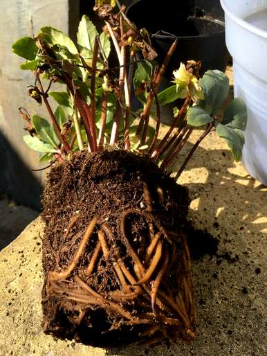 铁筷子花能活几年，铁筷子花能在冬天生长吗？