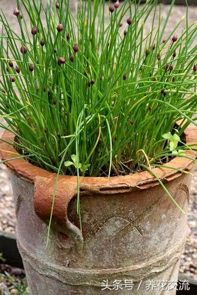 多年生草本植物有哪些？多年生草本植物如何扦插？