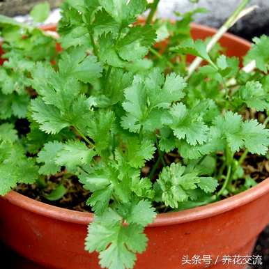 多年生草本植物有哪些？多年生草本植物如何扦插？