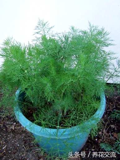 多年生草本植物有哪些？多年生草本植物如何扦插？
