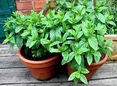 多年生草本植物有哪些？多年生草本植物如何扦插？