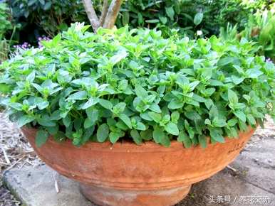 多年生草本植物有哪些？多年生草本植物如何扦插？