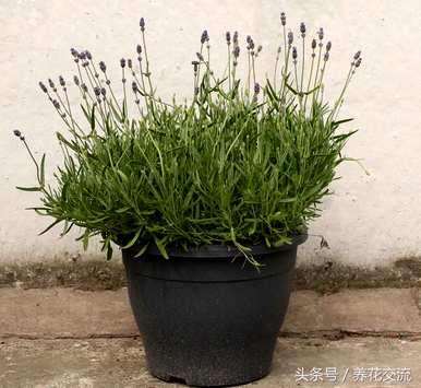 多年生草本植物有哪些？多年生草本植物如何扦插？