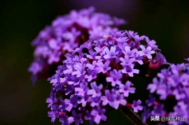 河北绒毛马鞭草花期，马鞭草花期多长
