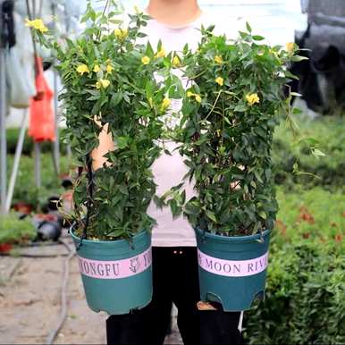 如何养法国香水茉莉爬藤，如何养法国香水藤茉莉