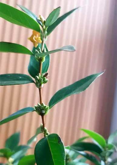 如何养法国香水茉莉爬藤，如何养法国香水藤茉莉