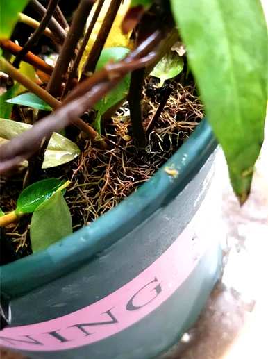 如何养法国香水茉莉爬藤，如何养法国香水藤茉莉