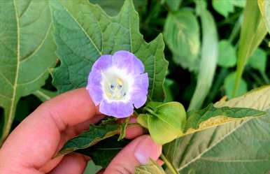冰粉树的种子是什么，冰粉树是什么植物？