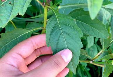 冰粉树的种子是什么，冰粉树是什么植物？