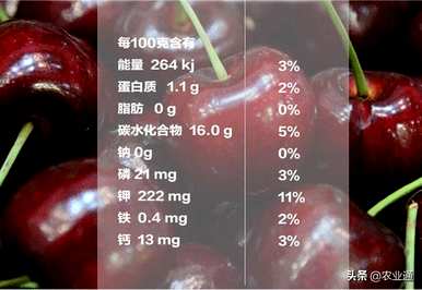 如何修剪樱桃树，修剪樱桃的整个过程