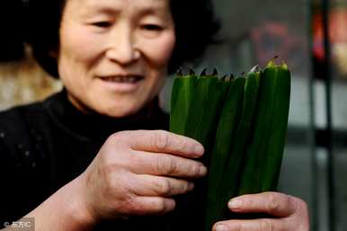 若叶是什么意思，若叶是什么叶子？