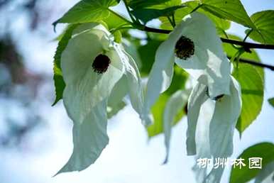 鸽子树是裸子植物吗？鸽子树是国树吗？