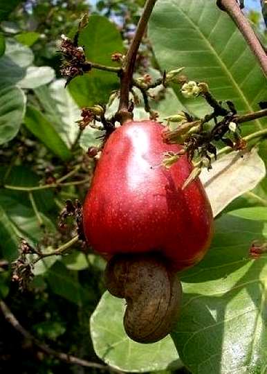 哪里可以种植腰果树，哪里可以种植腰果树？