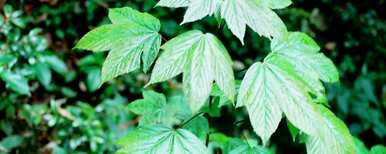 芭蕉是单子叶还是双子叶植物，单子叶和双子叶植物有什么区别？