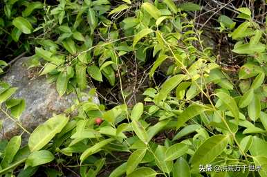 芭蕉是单子叶还是双子叶植物，单子叶和双子叶植物有什么区别？
