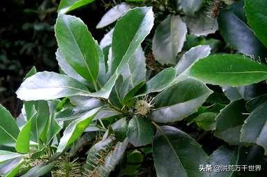 芭蕉是单子叶还是双子叶植物，单子叶和双子叶植物有什么区别？