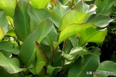 芭蕉是单子叶还是双子叶植物，单子叶和双子叶植物有什么区别？