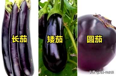 茄科植物有哪些蔬菜？茄科蔬菜的功效和作用是什么？