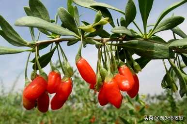 茄科植物有哪些蔬菜？茄科蔬菜的功效和作用是什么？