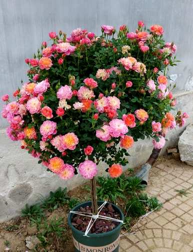 风水观赏树品种排名，风水观赏树品种全图