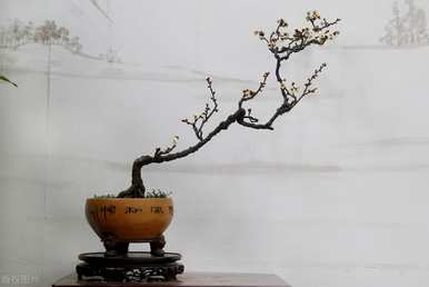 瀹ゅ唴鍗佸ぇ」室内盆景树种大全，