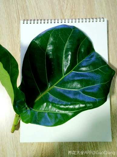 适用于室内养花和植物，不需要经常浇水，适用于室内养花和植物