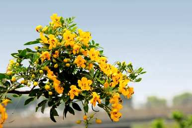 庭院四季开花，室外庭院四季开花有哪些植物？