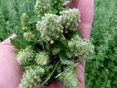 木天辽磨牙棒是智商税吗？木天辽磨牙棒被吞下了