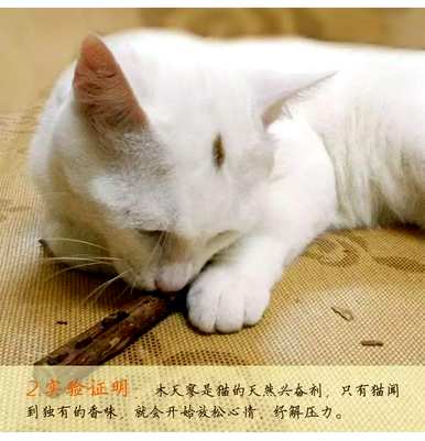 木天辽磨牙棒是智商税吗？木天辽磨牙棒被吞下了