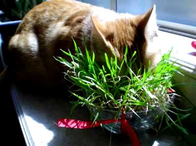 木天辽磨牙棒是智商税吗？木天辽磨牙棒被吞下了