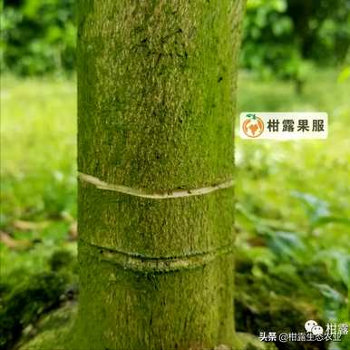 果树如何使用环割机，果树环割机