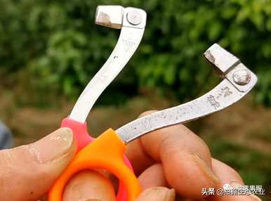 果树如何使用环割机，果树环割机