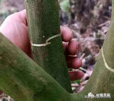 果树如何使用环割机，果树环割机