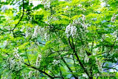 北方槐树何时开花？