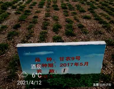 苜蓿种子怎么浸泡好用？苜蓿种子怎么浸泡最好？